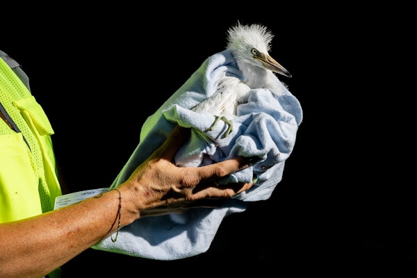 Heron and Egret Rescue for The San Francisco Chronicle