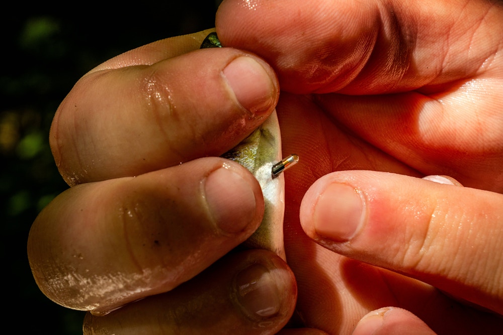 Coho Conservation for High Country News and Trout Unlimited