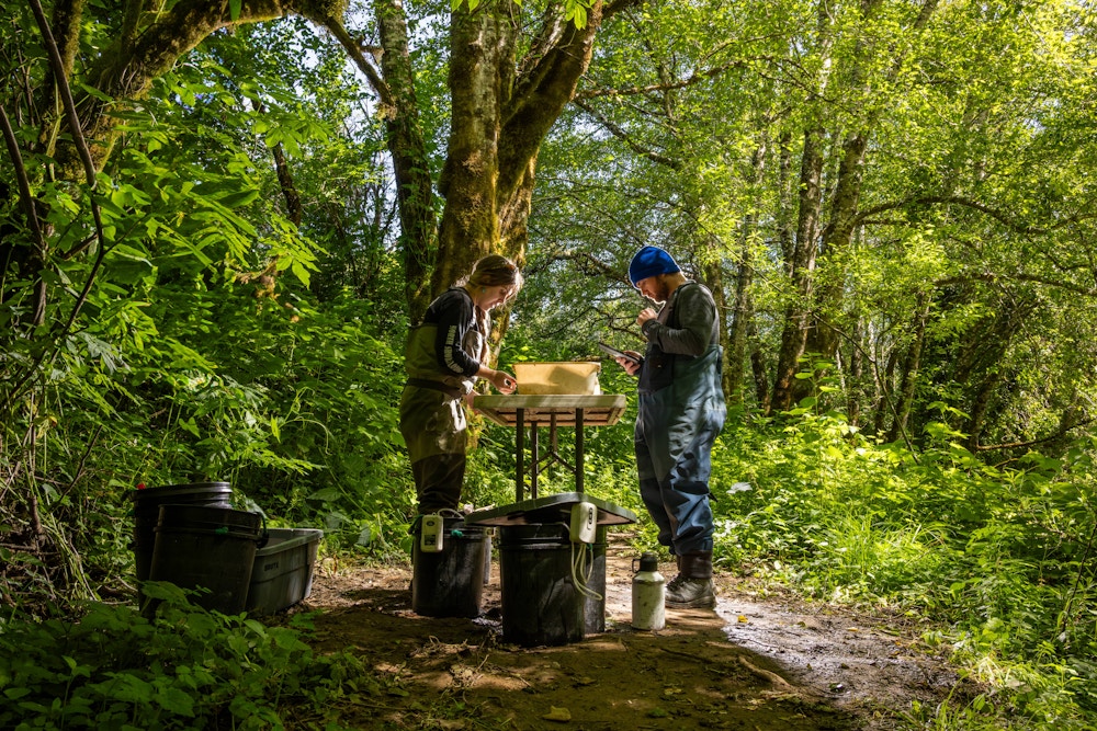Coho Conservation for High Country News and Trout Unlimited