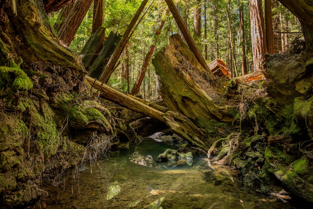 Coho Conservation for High Country News and Trout Unlimited