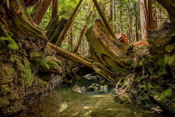 Coho Conservation for High Country News and Trout Unlimited