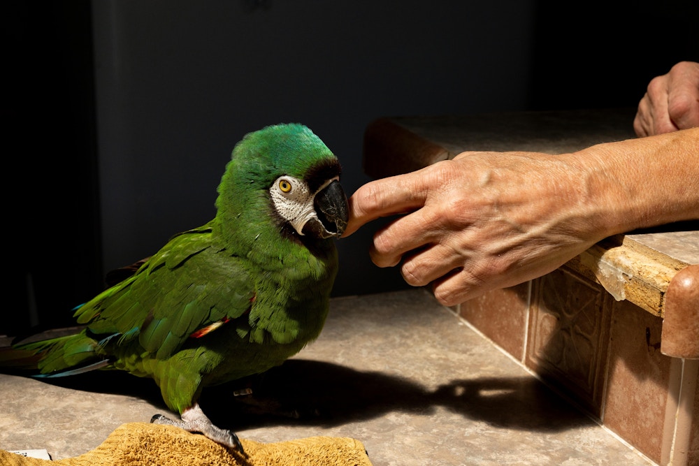 Long Living Pets for National Geographic
