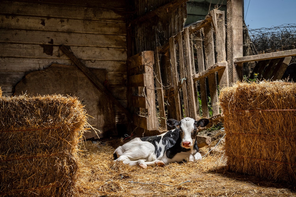 Methane Microbes for The Washington Post