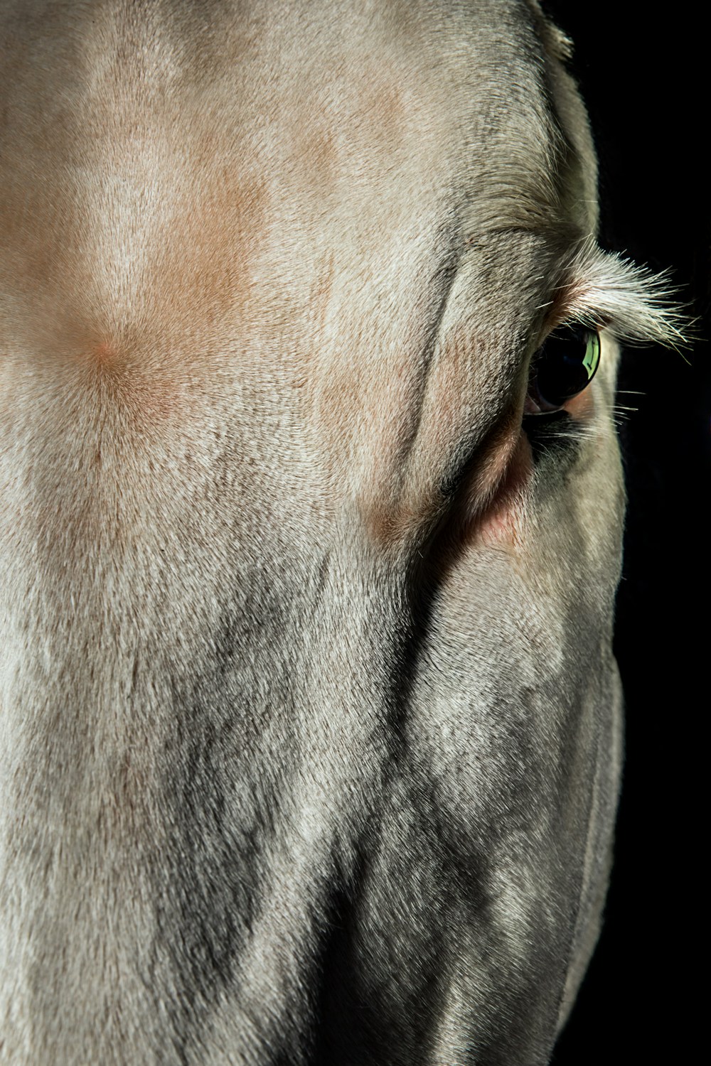 Crispr in animals for Wired