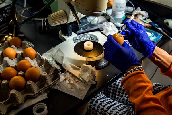 Crispr in animals for Wired