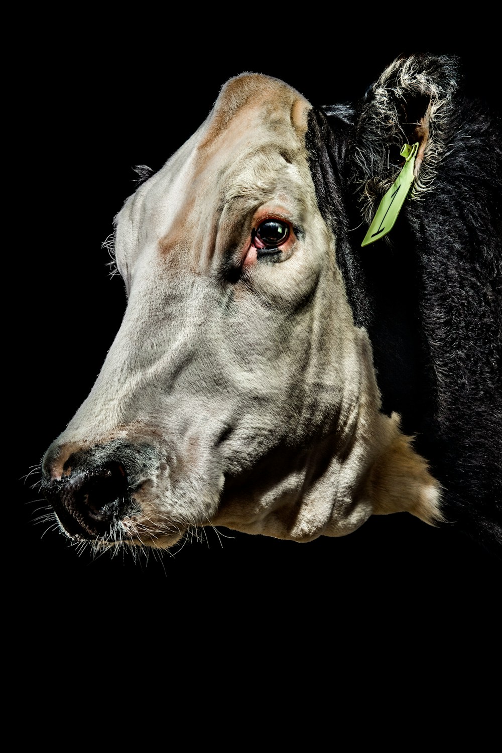 Crispr in animals for Wired