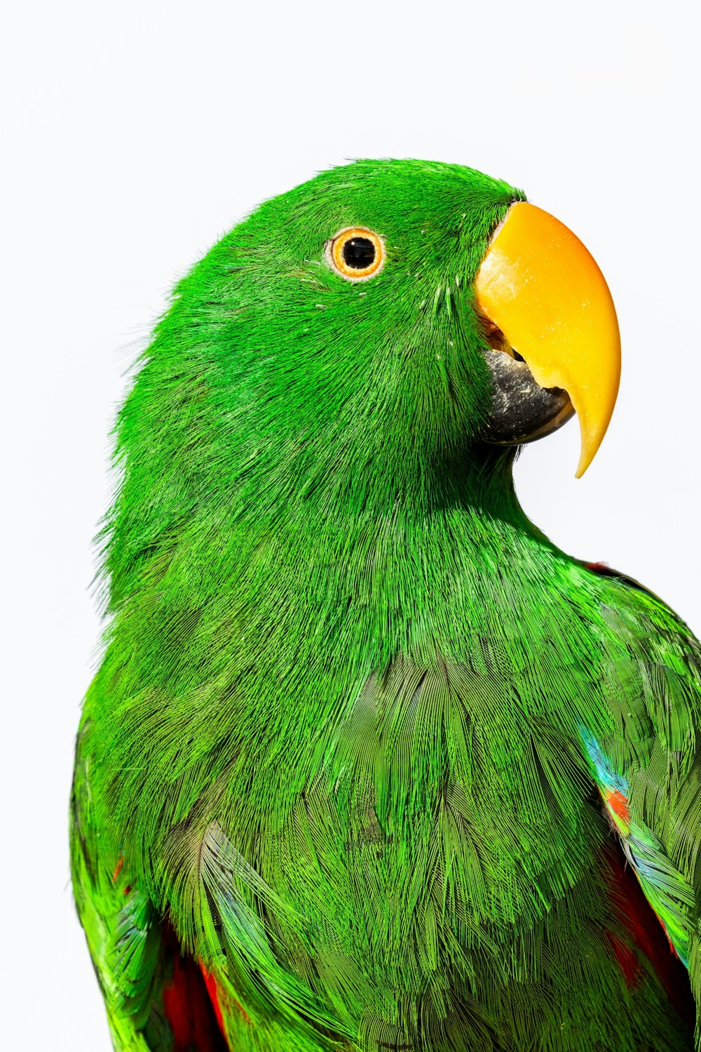Long Living Pets for National Geographic
