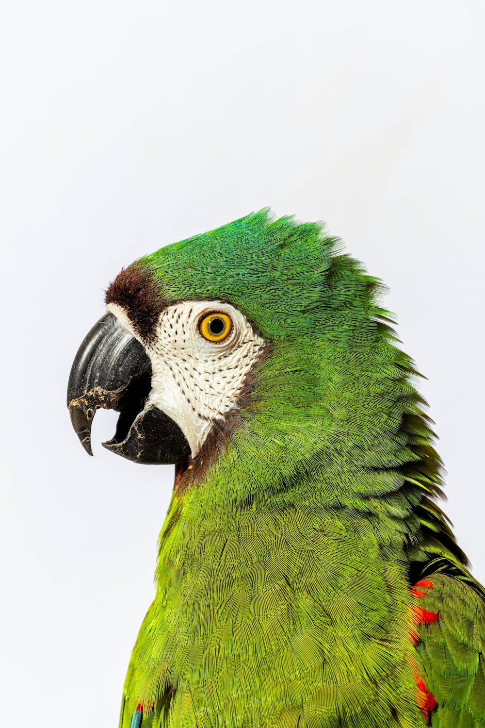 Long Living Pets for National Geographic