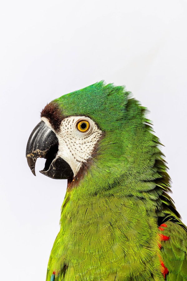 Long Living Pets for National Geographic