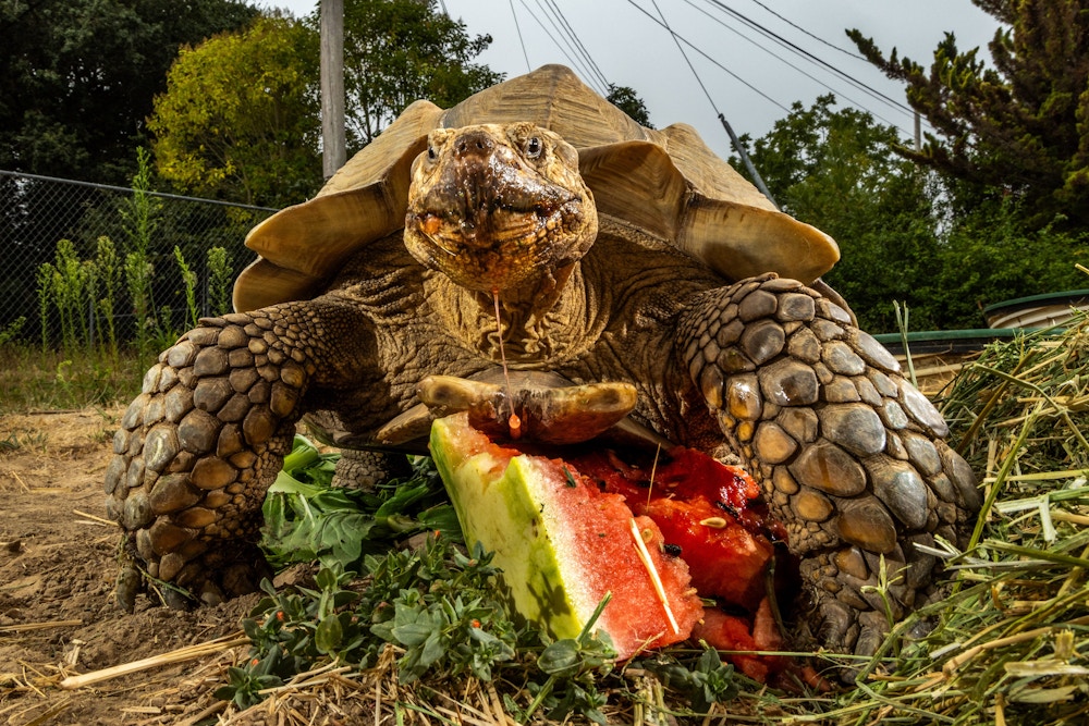 Long Living Pets for National Geographic