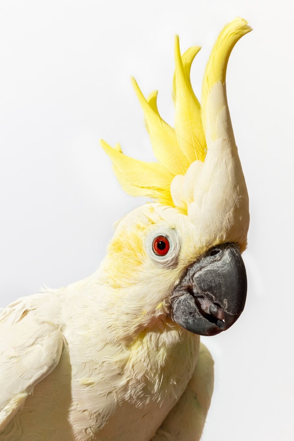 Long Living Pets for National Geographic