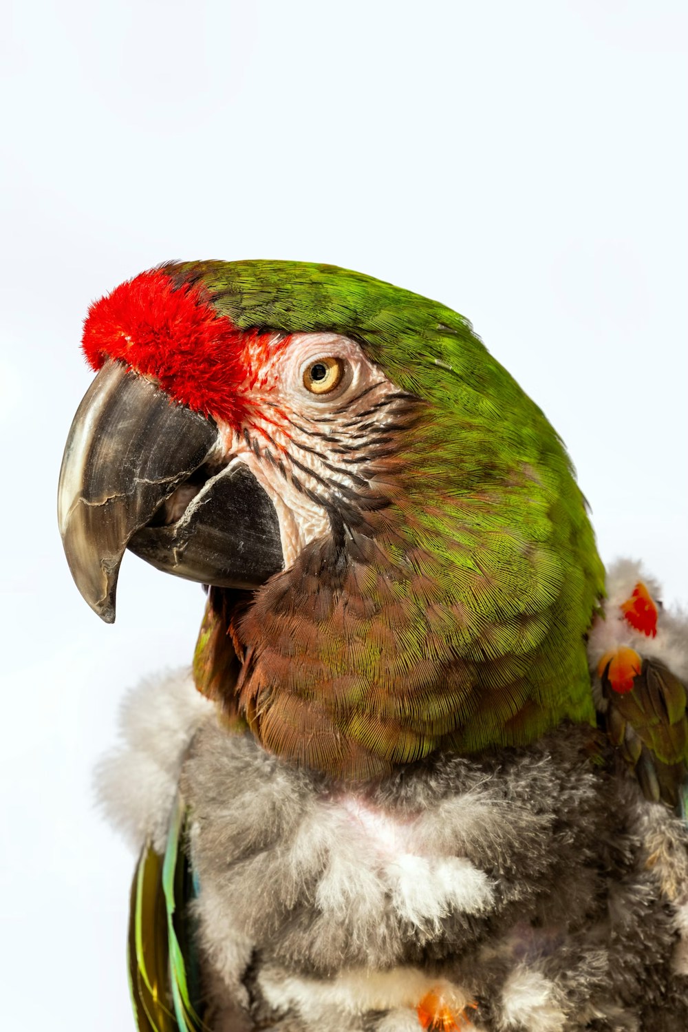 Long Living Pets for National Geographic