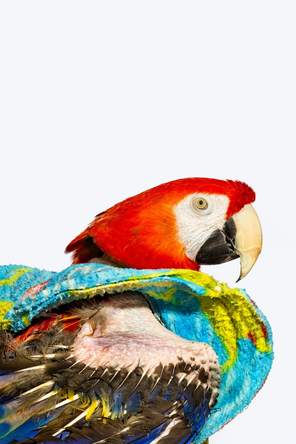 Long Living Pets for National Geographic