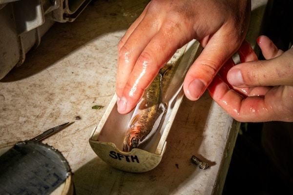 Coho Conservation for High Country News and Trout Unlimited