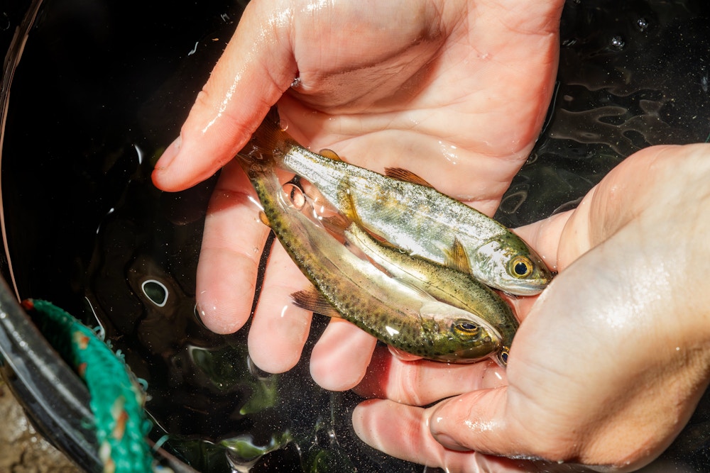 Coho Conservation for High Country News and Trout Unlimited