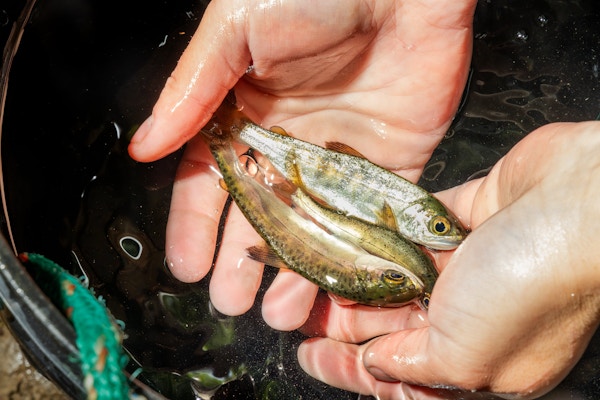 Coho Conservation for High Country News and Trout Unlimited