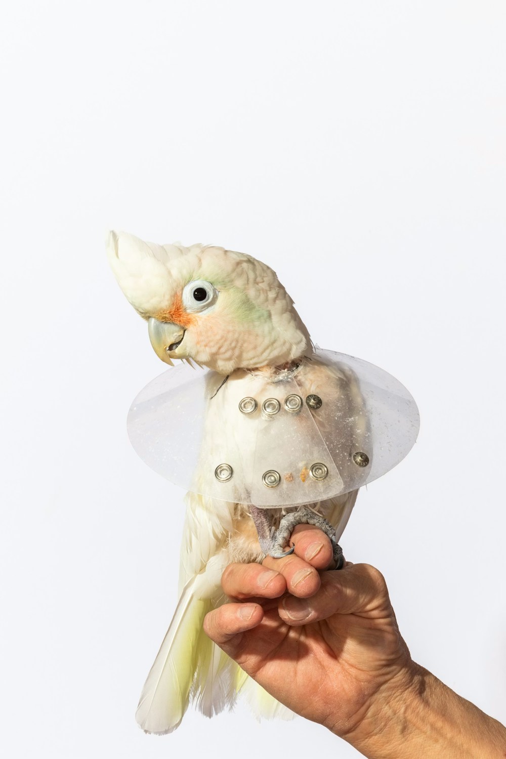 Long Living Pets for National Geographic