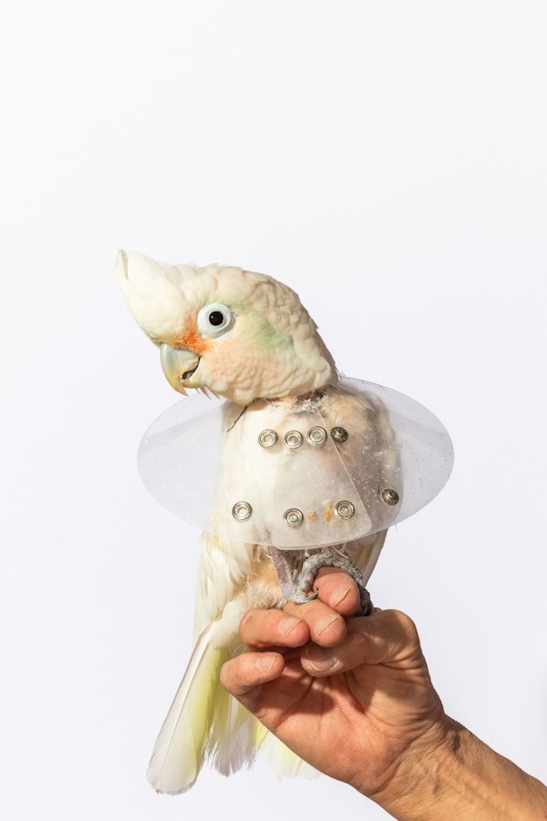 Long Living Pets for National Geographic