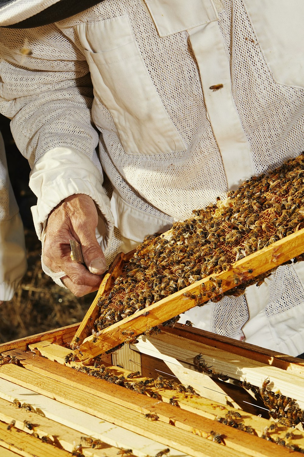 Bee Keeping in Californina 