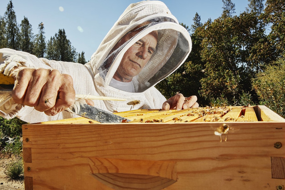 Bee Keeping in Californina 