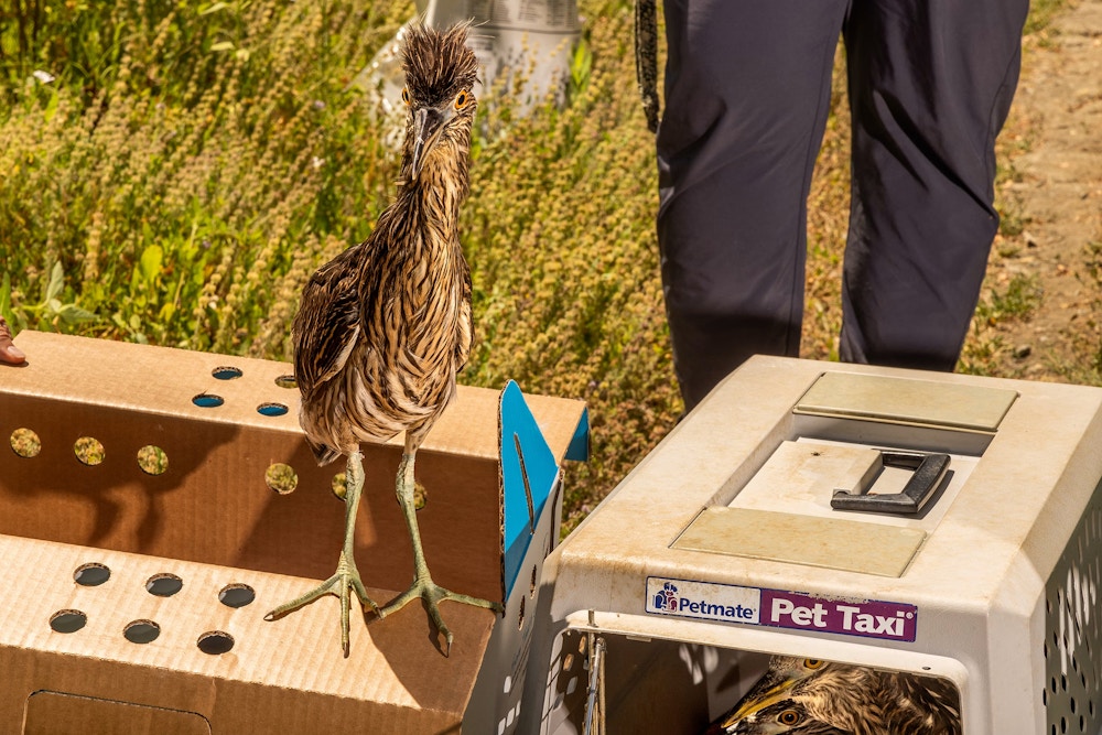 Heron and Egret Rescue for The San Francisco Chronicle