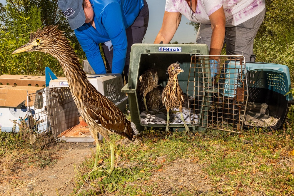 Heron and Egret Rescue for The San Francisco Chronicle