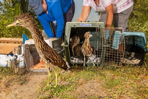 Heron and Egret Rescue for The San Francisco Chronicle