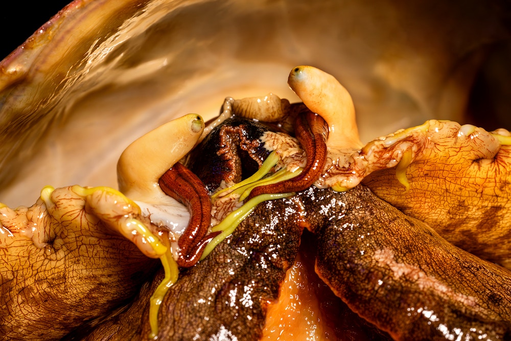 White Abalone for The Guardian