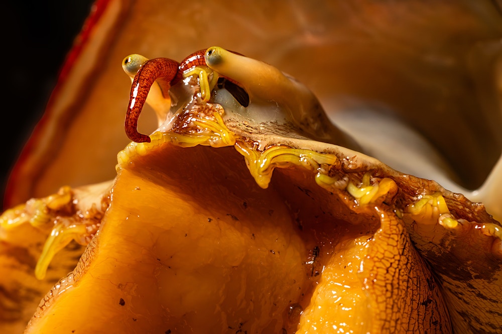 White Abalone for The Guardian