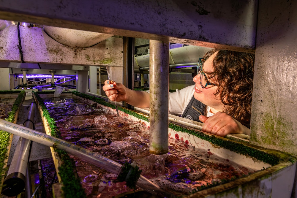 White Abalone for The Guardian