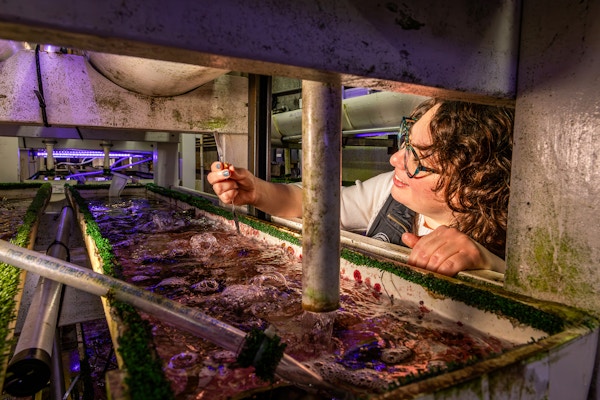 White Abalone for The Guardian