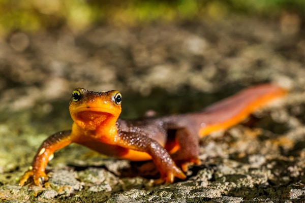 California Newts for The Guardian