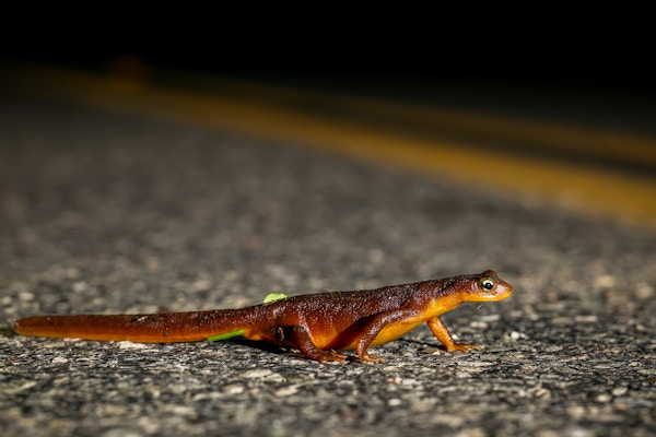 California Newts for The Guardian