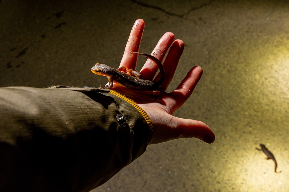 California Newts for The Guardian