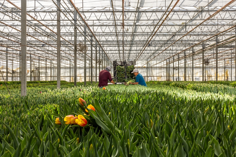 Sun Valley Floral Farms for The San Francisco Chronicle 
