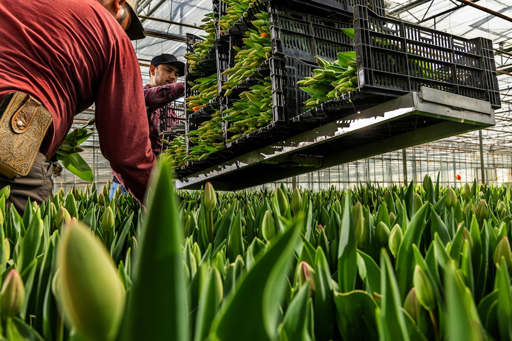 Sun Valley Floral Farms for The San Francisco Chronicle 