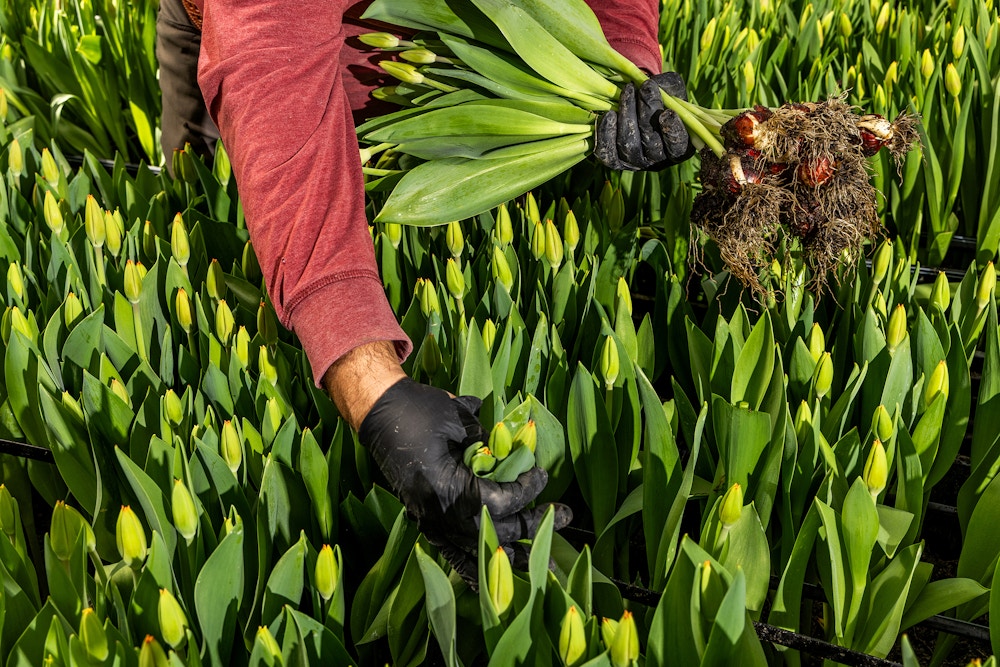 Sun Valley Floral Farms for The San Francisco Chronicle 
