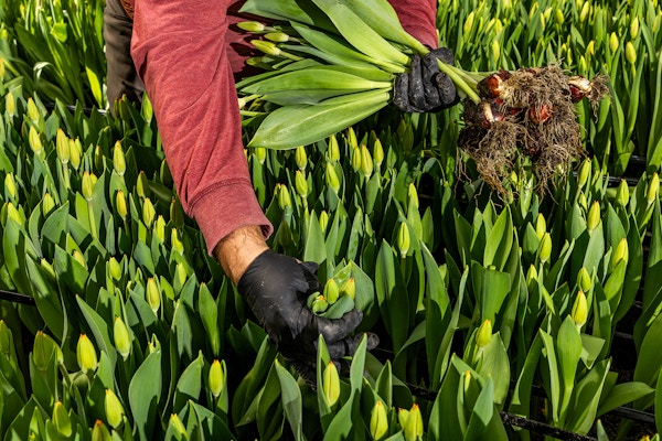 Sun Valley Floral Farms for The San Francisco Chronicle 
