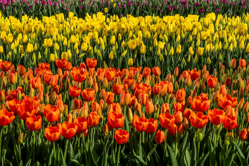 Sun Valley Floral Farms for The San Francisco Chronicle 