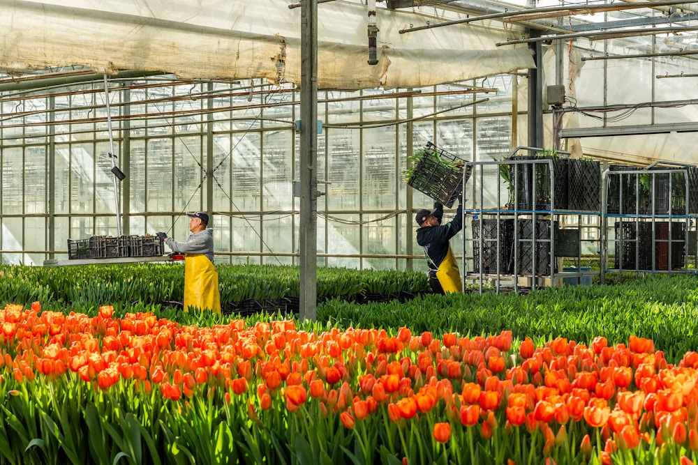 Sun Valley Floral Farms for The San Francisco Chronicle 