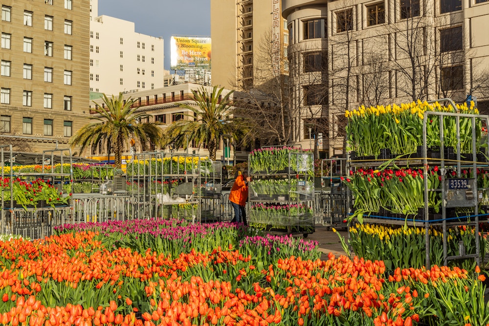 Sun Valley Floral Farms for The San Francisco Chronicle 