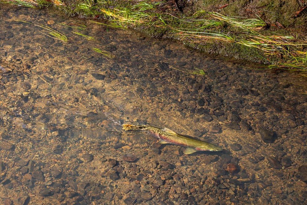 River Restoration for Trout Unlimited