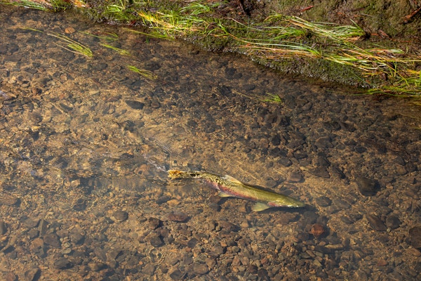 River Restoration for Trout Unlimited