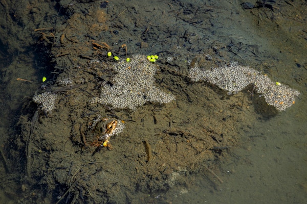 River Restoration for Trout Unlimited