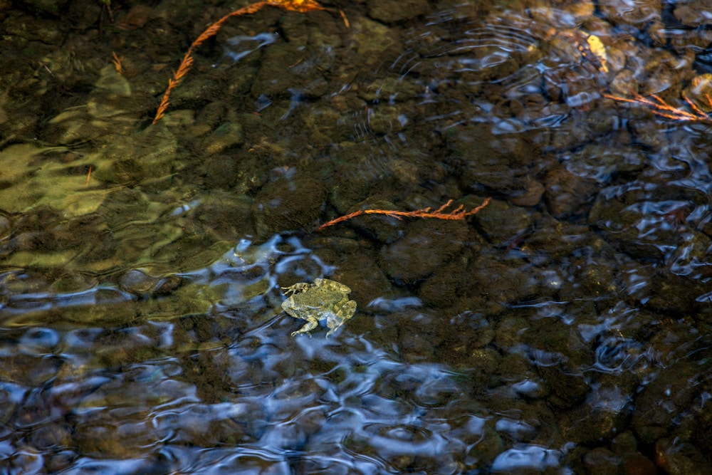 River Restoration for Trout Unlimited
