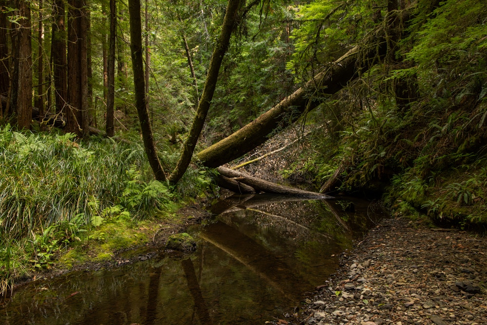 River Restoration for Trout Unlimited
