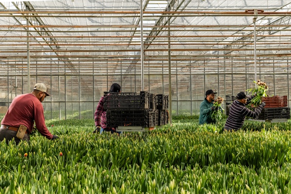 Sun Valley Floral Farms for The San Francisco Chronicle 