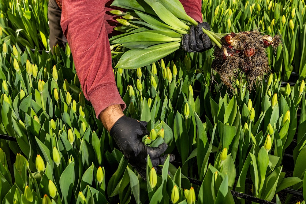 Sun Valley Floral Farms for The San Francisco Chronicle 