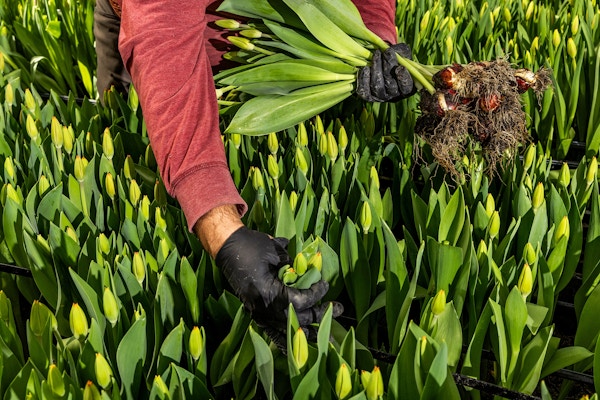Sun Valley Floral Farms for The San Francisco Chronicle 