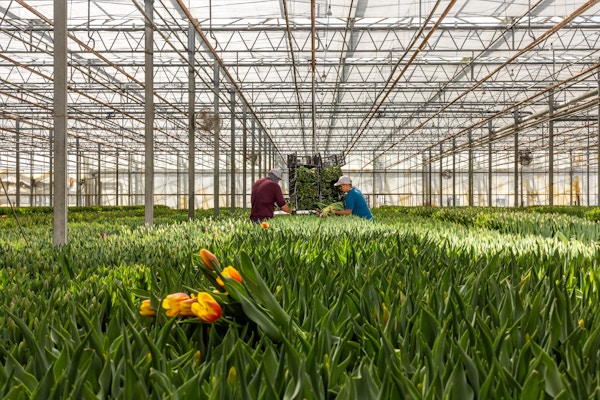 Sun Valley Floral Farms for The San Francisco Chronicle 
